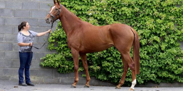 CroppedImage960480 Stowaway ex Shean Rose PHOTO Lot 204