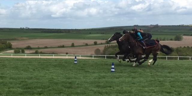 Golden Force on gallops