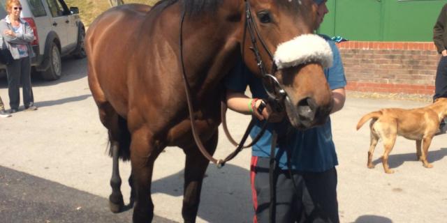 Swiss Belle standing